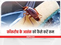 Cleaning Tips : कॉकरोच के आतंक से हैं परेशान? इन देसी उपायों से पाएं छुटकारा