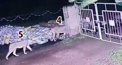 માલણકા ડેમ પર એક નહીં બે નહીં પણ પાંચ સિંહોની લટાર, Watch Video