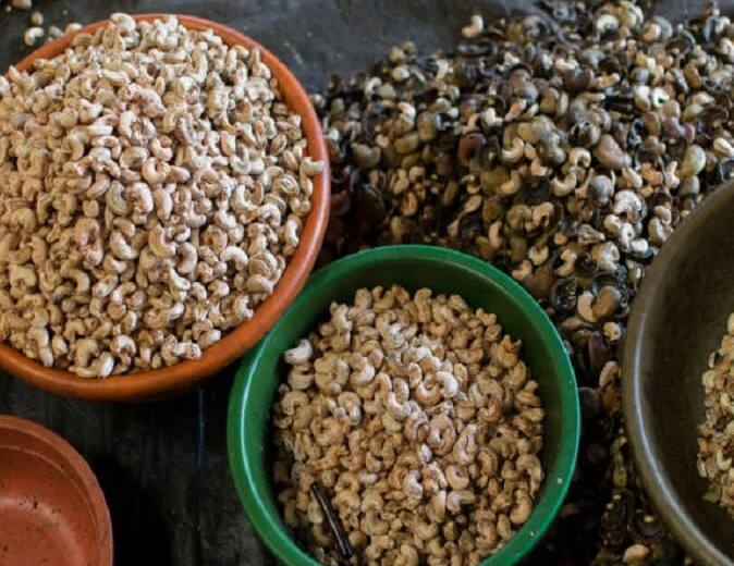 Cashew nut agriculture grows in areas Cashew Farming: કાજુની ખેતીથી બદલાઇ શકે છે ખેડૂતોની જિંદગી, કરી શકાય છે લાખો રૂપિયાની કમાણી