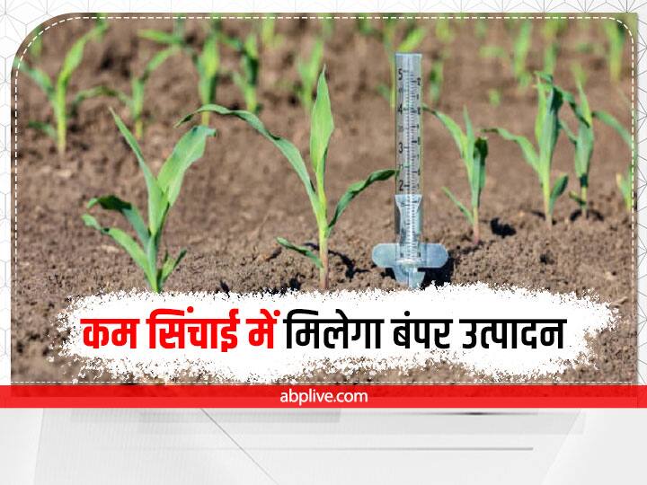 Crop for Shortage of Rain & Water: भारत के कम बारिश वाले इलाके या कम सिंचाई में भी इन फसलों की खेती करके किसान अच्छा उत्पादन ले सकते हैं.