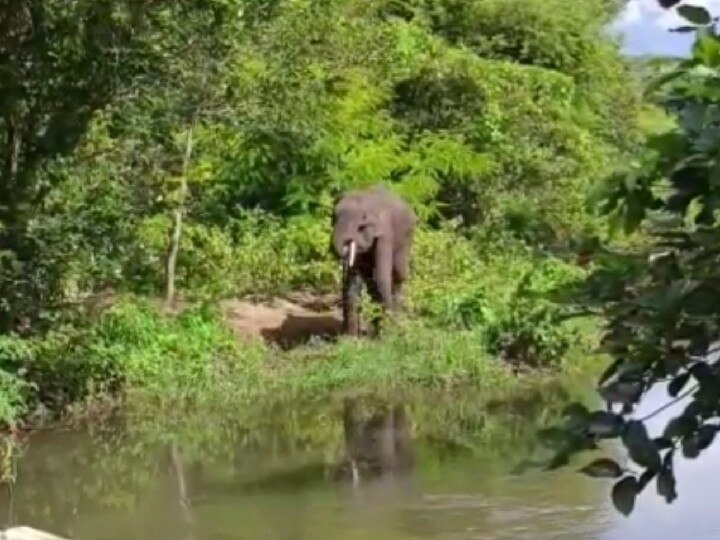 கோவை, ஆனைக்கட்டி : உடல்நலம் குன்றிய காட்டு யானை ; எல்லை பிரச்சனையால் சிகிச்சையளிக்காமல் இழுத்தடிக்கும் வனத்துறையினர்..