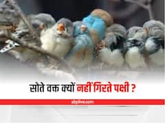 General Knowledge: पेड़ की डाल पर सोते वक्त भी पक्षी नीचे क्यों नहीं गिरते?