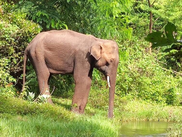 Coimbatore Forest department uses drone to search for wild elephant for treatment காட்டு யானைக்கு சிகிச்சையளிக்க ட்ரோன் மூலம் தேடும் வனத்துறை - கும்கி யானைகளை வரவழைக்க முடிவு