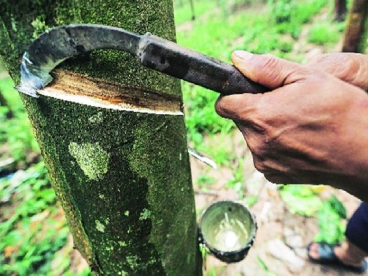 Rubber Cultivation: रबड़ की खेती से 40 साल तक मिलेगा कई टन उत्पादन, आखिर में बेकार पेड़ भी दे जायेगा लाखों का मुनाफा