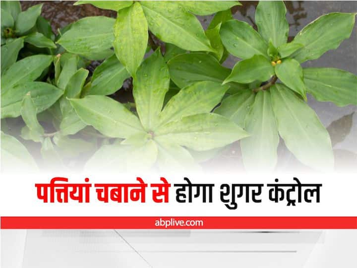 Health Tips How to Control Diabetes From Insulin Plant Diabetes Plant: इस पौधे की पत्तियां चबाने से कंट्रोल होगा शुगर,जानें कैसे