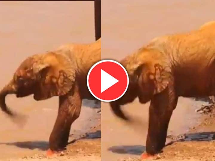Elephant calf learning to drink water viral video on social media Watch: पानी पीने की कोशिश करते हाथी के बच्चे का ऐसा मजेदार वीडियो आपने कभी नहीं देखा होगा 