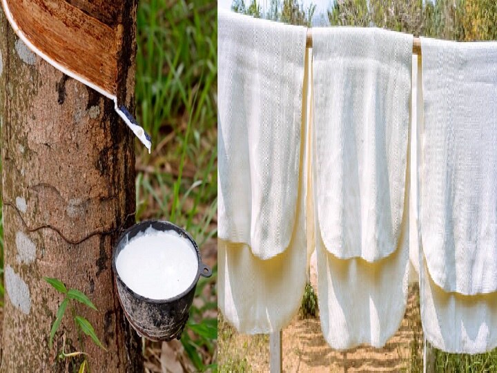 Rubber Cultivation: रबड़ की खेती से 40 साल तक मिलेगा कई टन उत्पादन, आखिर में बेकार पेड़ भी दे जायेगा लाखों का मुनाफा