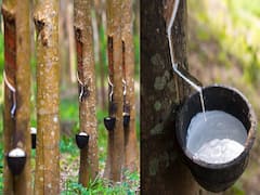 Rubber Cultivation: रबड़ की खेती से 40 साल तक मिलेगा कई टन उत्पादन, आखिर में बेकार पेड़ भी दे जायेगा लाखों का मुनाफा