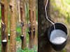 Rubber Cultivation: रबड़ की खेती से 40 साल तक मिलेगा कई टन उत्पादन, आखिर में बेकार पेड़ भी दे जायेगा लाखों का मुनाफा