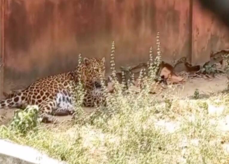 Leopard Gives Birth In Burdwan Zoological Park East Burdwan News: বছর পেরোতেই ফের চিতাবাঘের জন্ম, খুশির হাওয়া বর্ধমান জুলজিক্যাল পার্কে