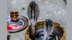 Manasha Puja: মনসা পুজোয় কোন কোন উপাচার অবশ্যই মেনে চলবেন?