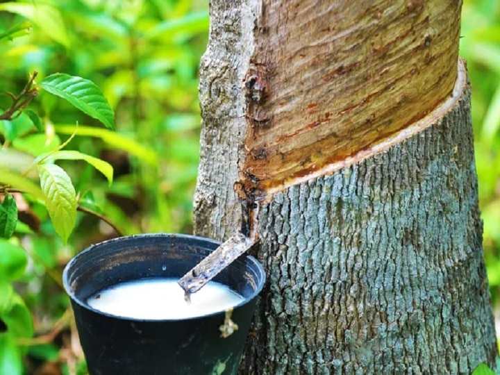 Rubber Cultivation: रबड़ की खेती से 40 साल तक मिलेगा कई टन उत्पादन, आखिर में बेकार पेड़ भी दे जायेगा लाखों का मुनाफा