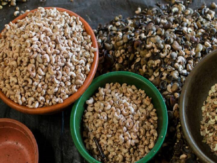 Cashew Farming: काजू की खेती से बदल सकती है किसानों की जिंदगी, लोग कहते हैं मुनाफे वाली खेती