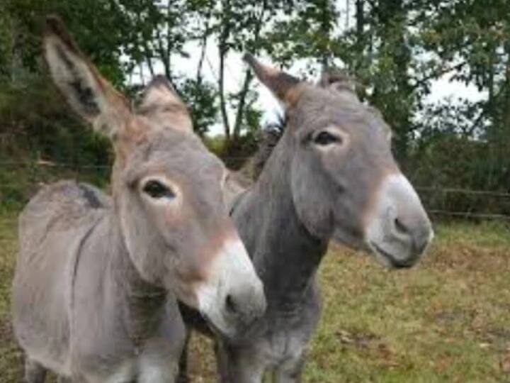 Jodhpur sixteen donkeys tied in fence were stolen Police looking for unknown thief ANN Jodhpur News: जोधपुर में बाड़े को खोलकर 16 गधों की चोरी, एक की कीमत 20-40 हजार रुपये