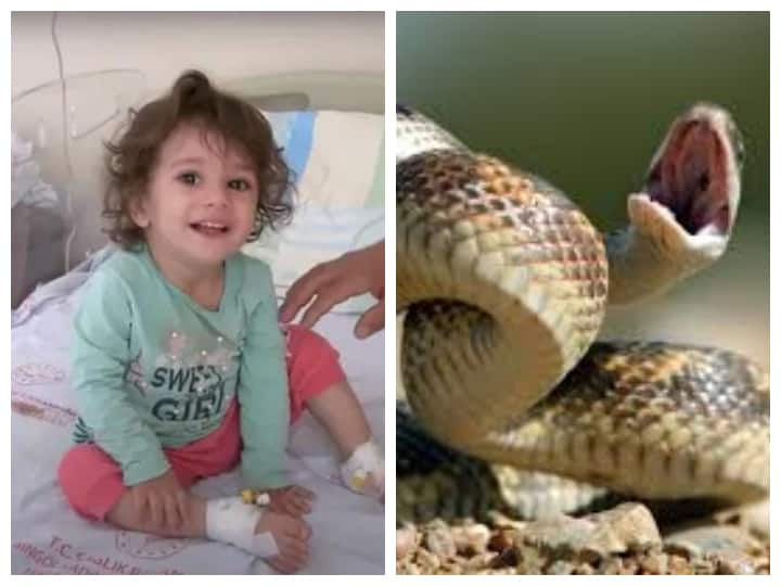 Viral: दो साल की बच्ची को सांप ने काटा, फिर बच्ची ने वापस सांप को काटकर लिया बदला, मर गया सांप two year girl bit by snake she bite snake back to take revenge in Turkey viral news on social media Viral: दो साल की बच्ची को सांप ने काटा, फिर बच्ची ने वापस सांप को काटकर लिया बदला, मर गया सांप
