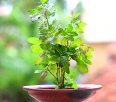 Health Tips : ਵਾਇਰਲ ਬੁਖਾਰ ਤੇ ਸਰਦੀ-ਜ਼ੁਕਾਮ ਲਈ ਦਵਾਈਆਂ ਦੀ ਥਾਂ ਅਪਣਾਓ ਇਹ ਘਰੇਲੂ ਨੁਸਖੇ, ਮਿਲੇਗਾ ਆਰਾਮ