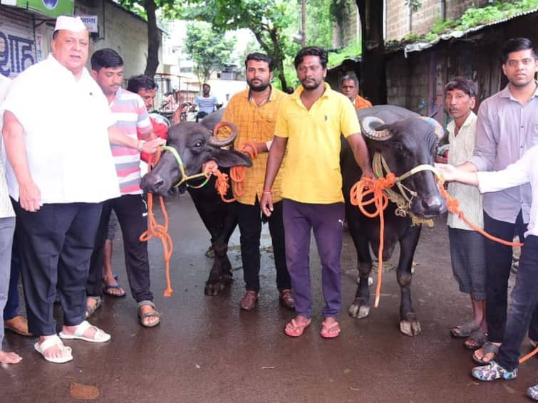 Former minister Hasan Mushrif took two buffaloes and himself welcomed them to Kagal Gabi Chowk Hasan Mushrif : माजी मंत्री हसन मुश्रीफांनी दोन म्हशी घेतल्या आणि स्वत:च कागलच्या गैबी चौकात त्यांचे स्वागत केले!