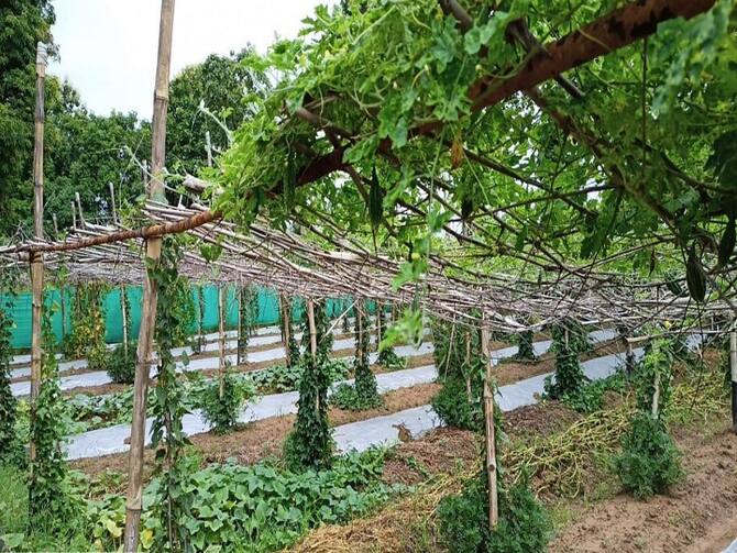 Multilayer Farming Changed The Fate Of Farmers Getting More Money In Less Time | Farming Technique: अब जमीन और जमीन के ऊपर करें डबल खेती, ये तरीका अपनायेंगे तो मिलेगा ज्यादा पैसा