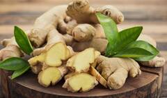 Health Tips : मधुमेहापासून ते पचनक्रिया सुधारण्यापर्यंत वाचा आल्याचे फायदे