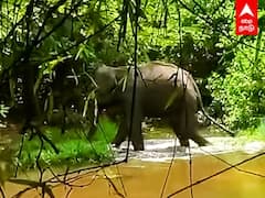 Anaikatti Elephant Issue : எல்லையில் உயிருக்குப் போராடும் யானை..குழப்பத்தில் தமிழக கேரள வனத்துறை