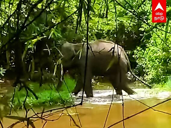 Anaikatti Elephant Issue : எல்லையில் உயிருக்குப் போராடும் யானை..குழப்பத்தில் தமிழக கேரள வனத்துறை