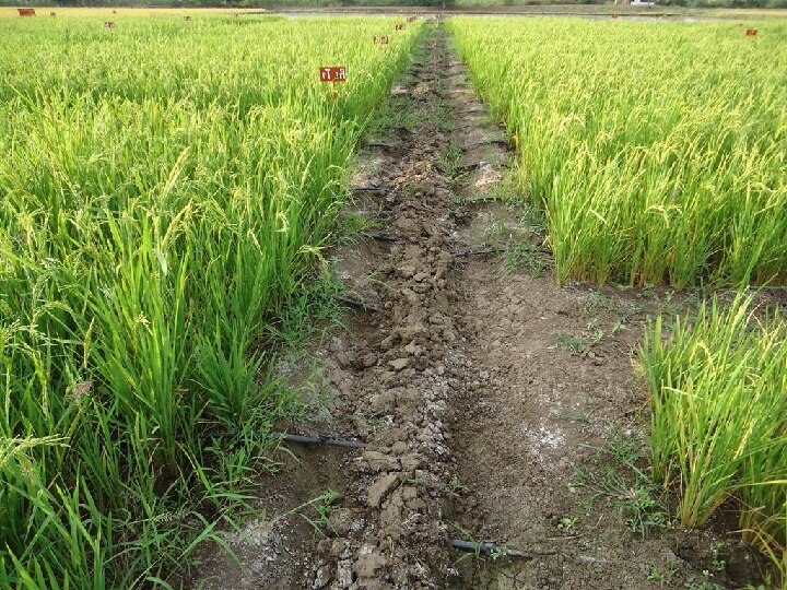 Paddy Crop Management: कम पानी के कारण नहीं हुई धान की ग्रोथ, बिना देरी किये अपनायें ये तरीके