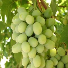 Heart Health : ਇਹ ਨੇ ਦਿਲ ਦੀ ਤੰਦਰੁਸਤੀ ਲਈ ਸਭ ਤੋਂ ਵਧੀਆ ਫਲ, ਆਪਣੀ ਡਾਈਟ 'ਚ ਜ਼ਰੂਰ ਕਰੋ ਸ਼ਾਮਲ