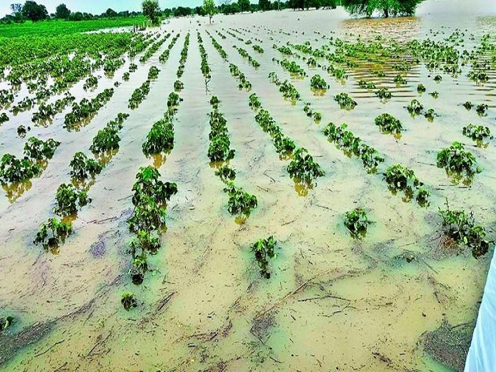 Crop Management: तेज बारिश के बीच खेतों में आ सकती है बड़ी आफत, बचाव के लिये बिना भूले निपटा लें ये काम