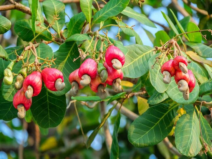 Cashew Farming: काजू की खेती से बदल सकती है किसानों की जिंदगी, लोग कहते हैं मुनाफे वाली खेती