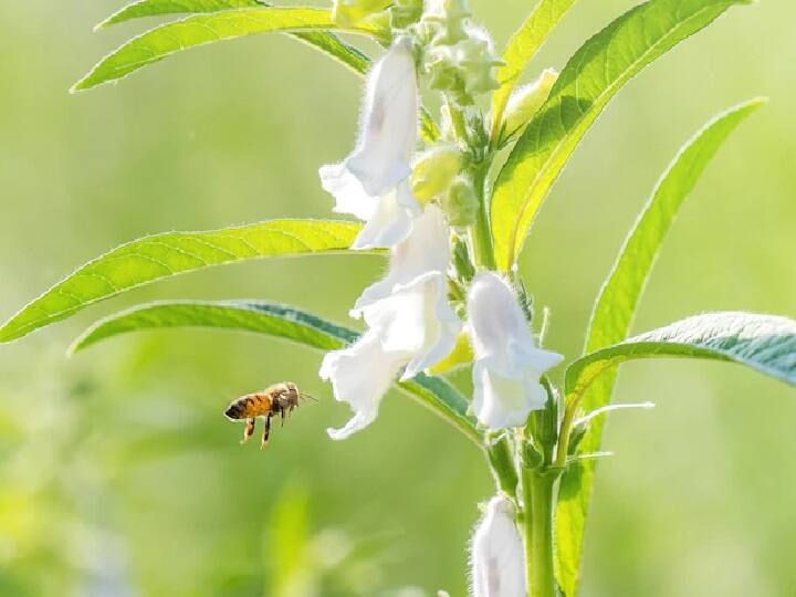 Farmers must Do bee keeping Honey farming with sesame cultivation for double Income from farms कम समय में कमाना है मोटा पैसा! तिल की खेती के साथ कर लें ये छोटा सा काम, हो जायेंगे मालामाल