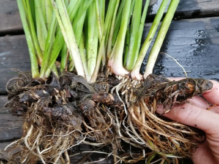 Sweet Flag Farming: बेकार दलदली जमीन में होती है ये खेती, कम मेहनत में किसानों को मिलती है लाखों की आमदनी