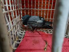 Delhi News: चाइनीज मांझे ने काटे बेजुबानों के पर, 15 अगस्त के दिन करीब 200 पक्षी हुए घायल