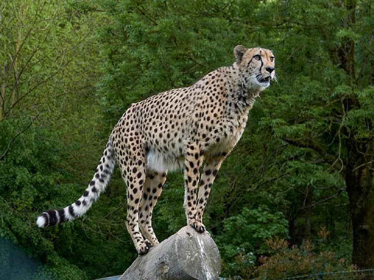 Project Cheetah Why choose MP Kuno National Park for Cheetah Why Quarantine Learn in these 20 big things Project Cheetah pm modi Project Cheetah: कूनो नेशनल पार्क में लोगों को कब होंगे चीतों के दीदार, नए मेहमानों के लिए क्या हैं खास इंतजाम- 20 बड़ी बातें