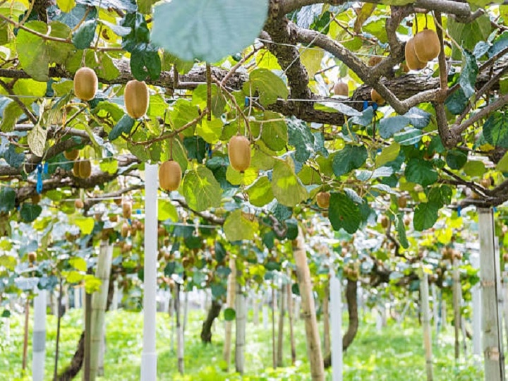 Kiwi Cultivation: कम समय में मालामाल बना देगी है कीवी, मात्र 2 एकड़ खेत से होगी 12 लाख तक की आमदनी