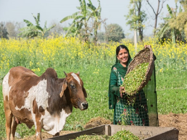 Animal Husbandry: कहीं जहरीला चारा तो नहीं खा रहे आपके पशु, इस तरह करें चारे में जहरीले तत्वों की पहचान