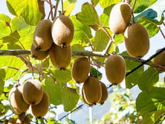 Kiwi Cultivation: कम समय में मालामाल बना देगी है कीवी, मात्र 2 एकड़ खेत से होगी 12 लाख तक की आमदनी