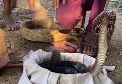 UPના આ ગામના બાળકો રમકડાં નહીં સાપ સાથે રમે છે, જુઓ તસવીરો