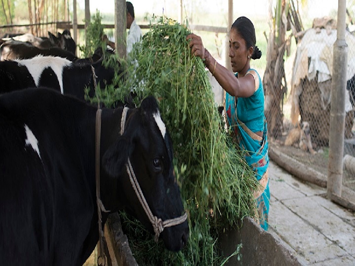 Animal Husbandry: कहीं जहरीला चारा तो नहीं खा रहे आपके पशु, इस तरह करें चारे में जहरीले तत्वों की पहचान