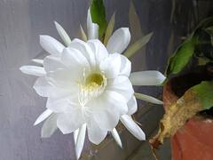 Janmashtami 2022: जन्माष्टमी से पहले राजस्थान में खिले दुर्लभ फूल, पूरे साल में एक बार रात को होता है ऐसा