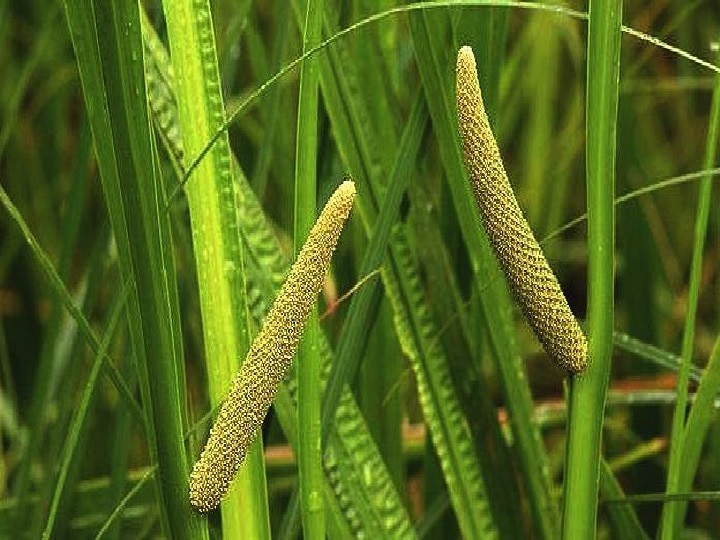 Sweet Flag Farming: बेकार दलदली जमीन में होती है ये खेती, कम मेहनत में किसानों को मिलती है लाखों की आमदनी