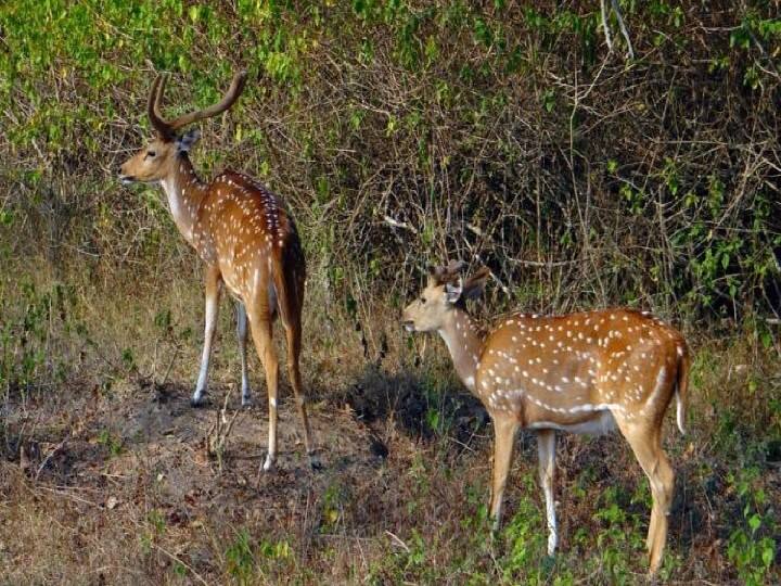 Dharmapuri news deer that entered the town in search of food near Chitling was bitten by dogs and the deer died - TNN உணவு தேடி ஊருக்குள் நுழைந்த புள்ளி மான் நாய்கள் கடித்து உயிரிழந்த சோகம்