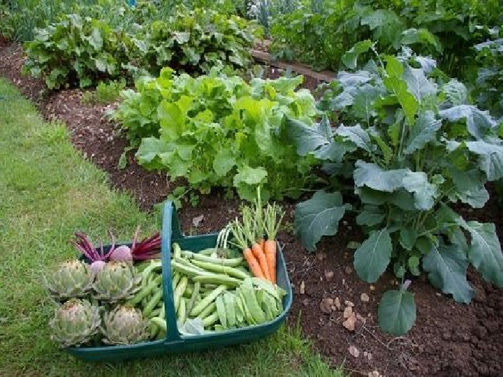 Kitchen Garden: बेकार पड़े प्लॉट या खाली आंगन में बनायें किचन गार्डन, खर्च के बिना चलता रहेगा रसोई का काम