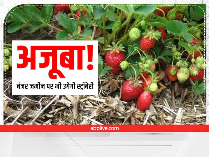 ​Strawberries can be cultivated even on all barren land of India follow these steps ​चमत्कार! अब बंजर जमीन पर लहलहा उठेगी लाल-लाल स्ट्रॉबेरी, लाखों की कमाई के लिये अपनायें ये खास तरीका