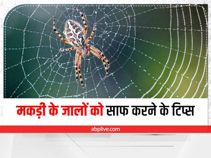 How To Get Rid From Spider Web in Hindi Home Tips: मकड़ी का जाला बन सकता है जी का जंजाल, इन हैक्स से करें इसे साफ