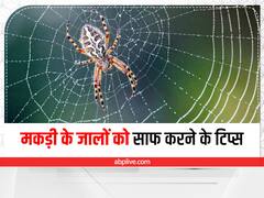 Home Tips: मकड़ी का जाला बन सकता है जी का जंजाल, इन हैक्स से करें इसे साफ