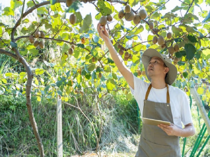 Kiwi Cultivation: कम समय में मालामाल बना देगी है कीवी, मात्र 2 एकड़ खेत से होगी 12 लाख तक की आमदनी