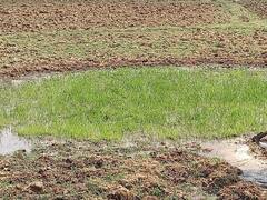 Jharkhand में किसानों के लिए पानी की कमी है बड़ी परेशानी, जानें सिंचाई परियोजनाओं का हाल 