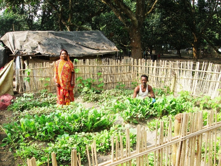 Kitchen Garden: बेकार पड़े प्लॉट या खाली आंगन में बनायें किचन गार्डन, खर्च के बिना चलता रहेगा रसोई का काम