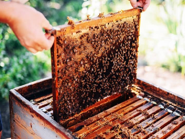 honey production in Jammu and Kashmir Project approved to promote Honey Production: 5 साल में 10 गुना बढ़ जाएगा शहद उत्पादन, इस राज्य में किसानों की भी होगी बंपर कमाई 