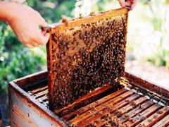 5 साल में 10 गुना बढ़ जाएगा शहद उत्पादन, इस राज्य में किसानों की भी होगी बंपर कमाई 